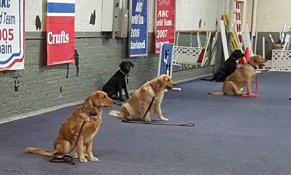 Obedience Classes Ann Braue's Canine Training Center