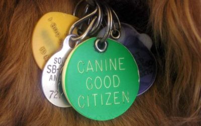 Canine Good Citizen / Therapy Dog International
